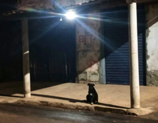 nova fatima cachorro
