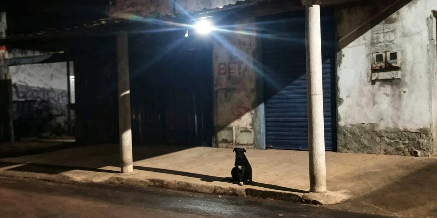 nova fatima cachorro