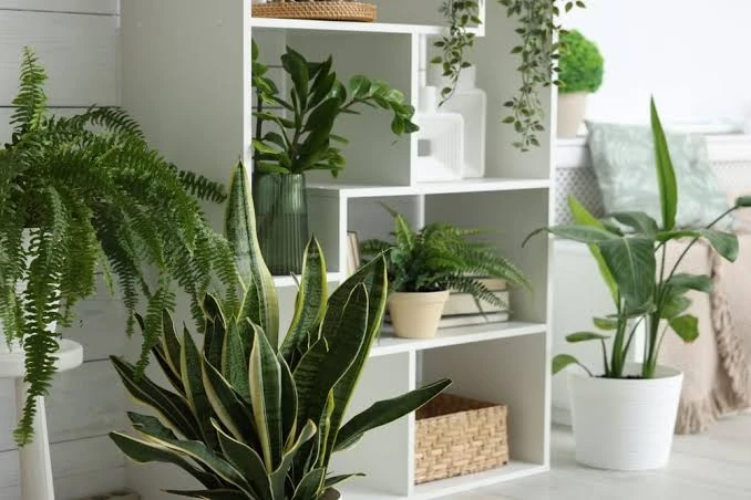 plantas casa