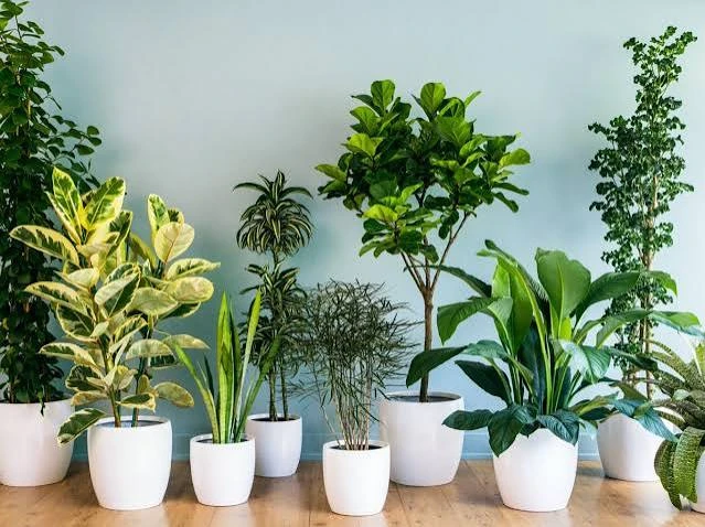 plantas___