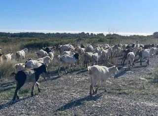 250 cabras
