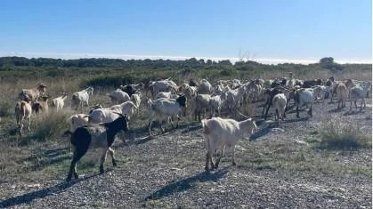 250 cabras