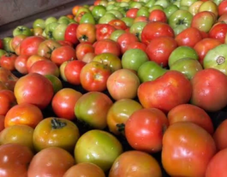 tomates
