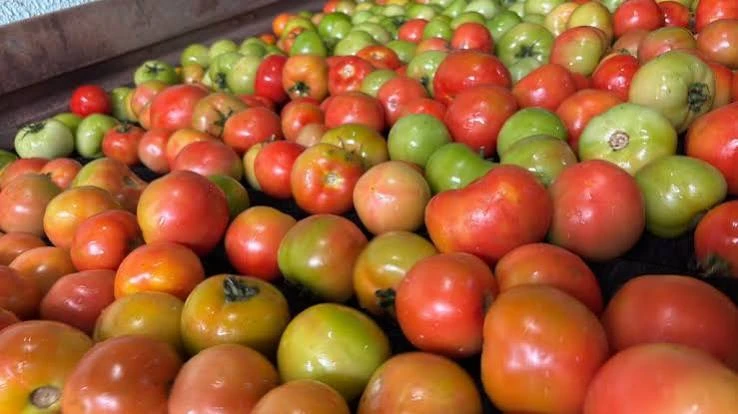 tomates